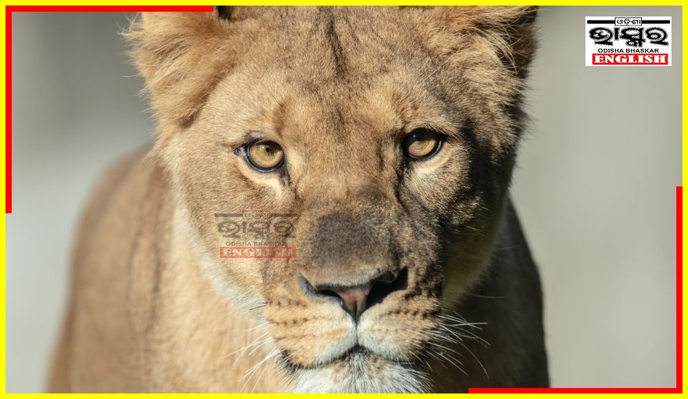 Lioness Maheswari Dies of Heart Attack in Visakhapatnam Zoo