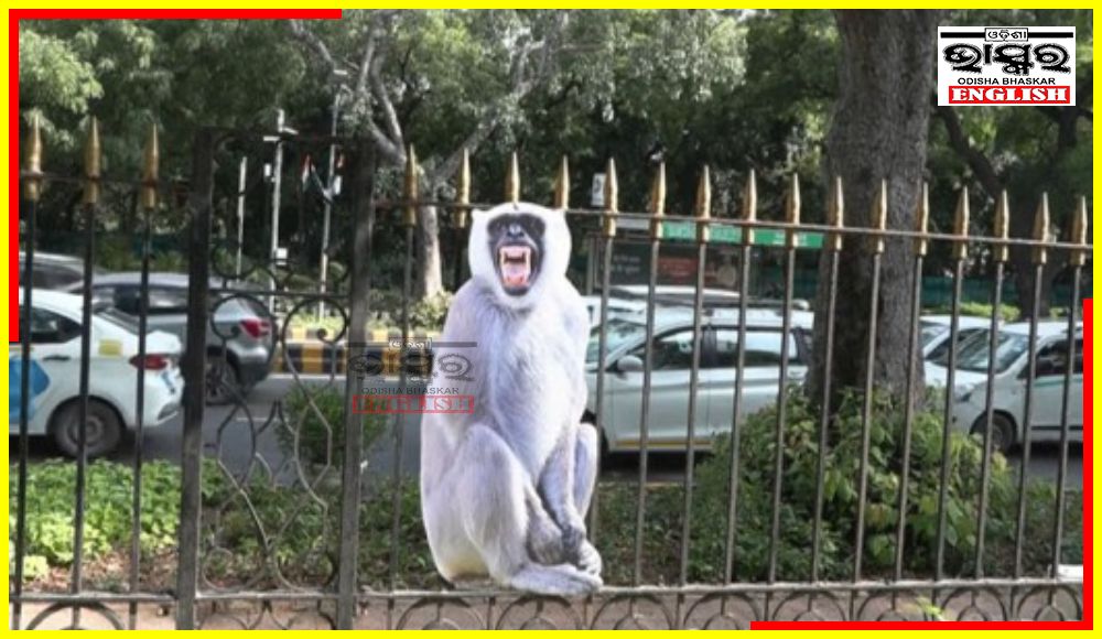 ‘Monkey-Men’, Langur Cutouts to Check Monkey Menace During G20 Summit in Delhi