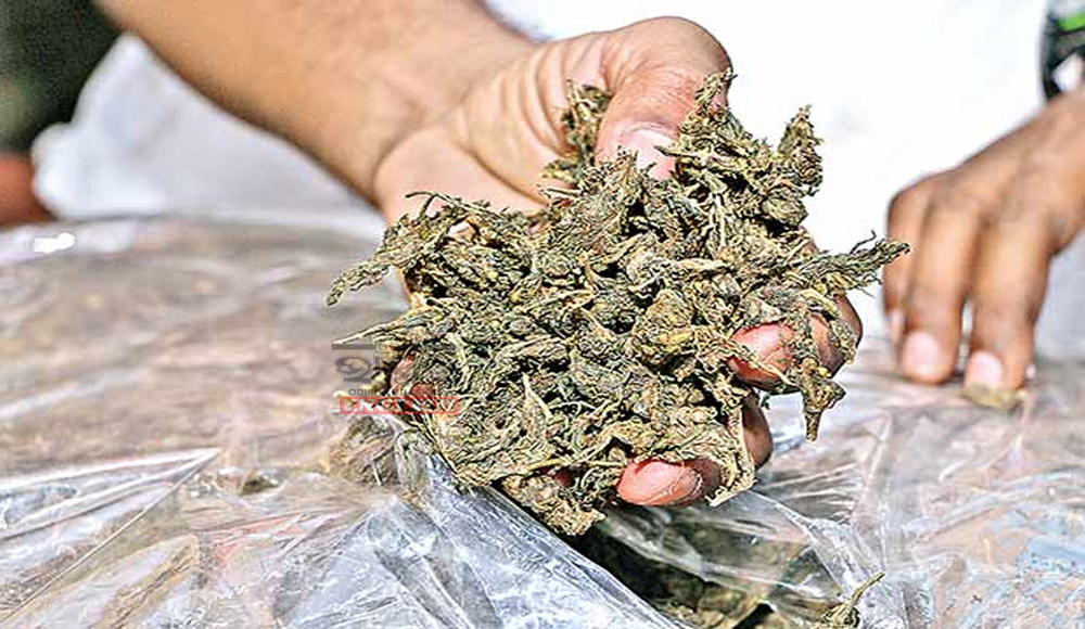 Odisha STF Nabs Drug Peddler With Over 150 Kg Ganja In Odisha's Sonepur
