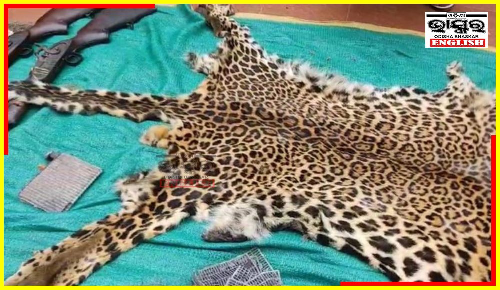 Leopard Skin Seized by STF in Kalhandi’s Narla, 2 Wildlife Smugglers Arrested