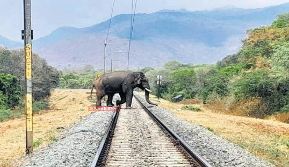 Sub-Adult Female Elephant Killed in Train Collision in Odisha's Keonjhar