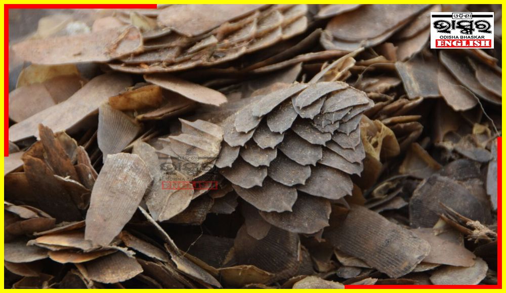 3.6 Kg Pangolin Scales Seized from Four Poachers Arrested in Mayurbhanj Dist