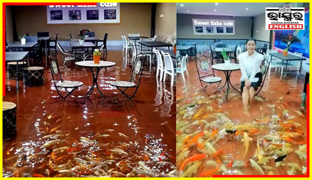 Watch: A Cafe Where Guests Sit & Eat in Water Filled With Fish