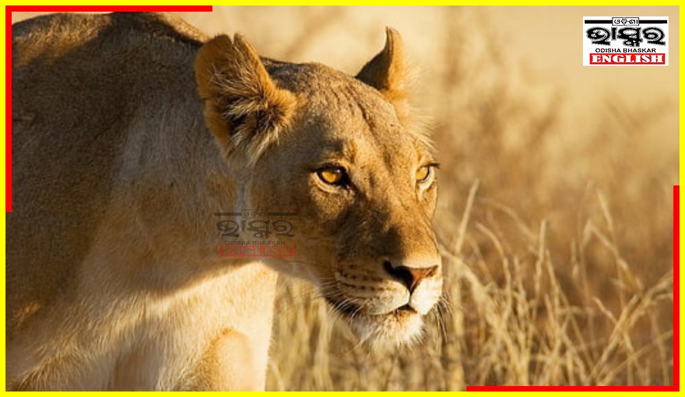 Nandankanan’s Lone African Lioness “Binni” Dies of Old Age
