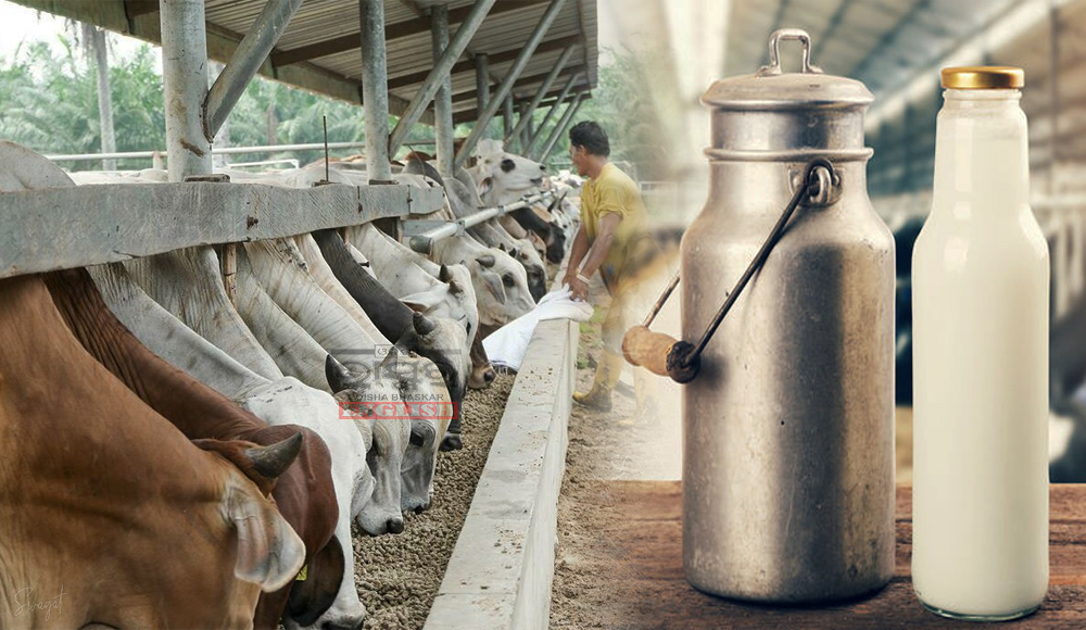 Odisha Dairy Sector Lags Behind Potential, NABARD Report Highlights Issues