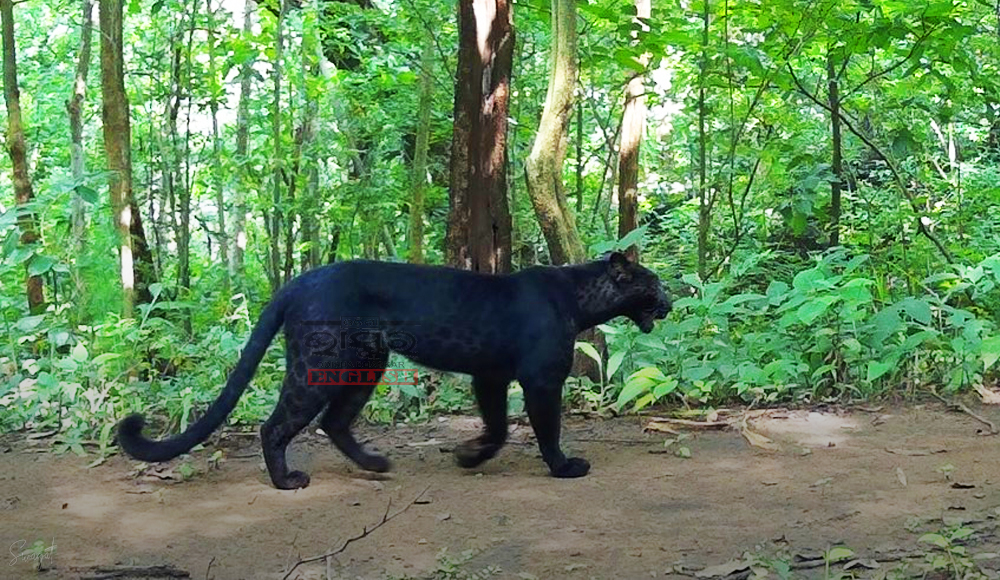 Rare Black Leopard Spotted in Odisha Forest During Tiger Census