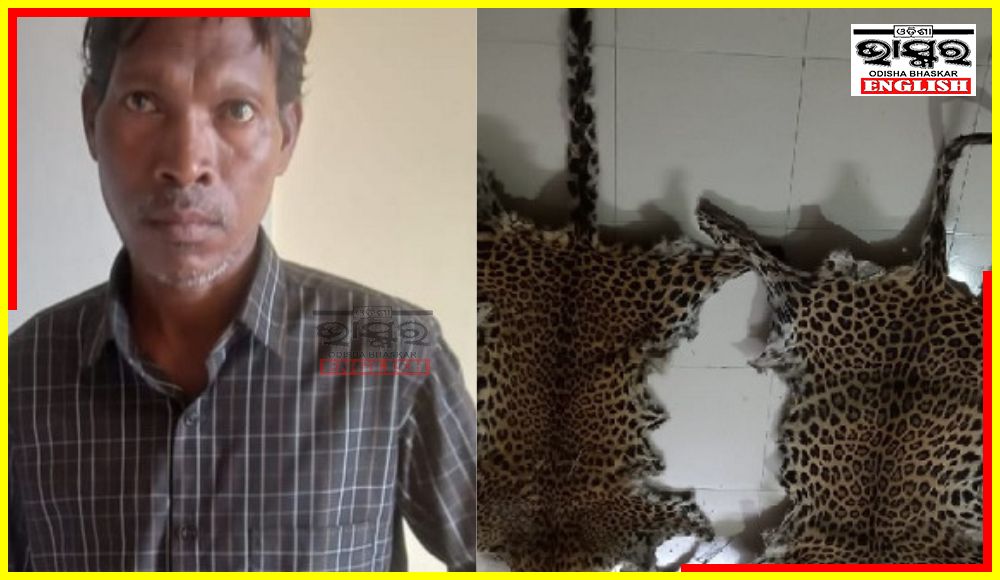 STF Seizes Leopard Skins from Man Arrested in Nayagarh