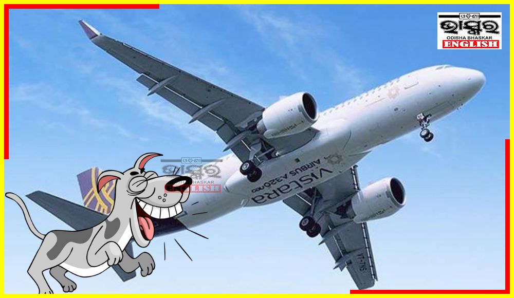 Stray Dog on Goa Airport Runway Compels Vistara Flight to Return Without Landing