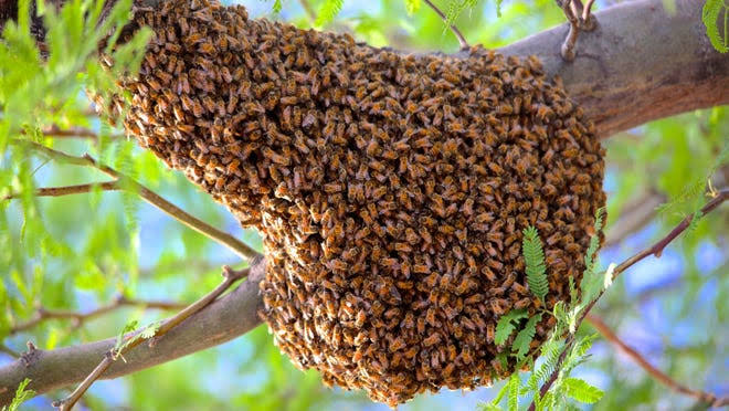 At Least 10 Injured in Bees Attack During Funeral Rituals in Balasore Dist