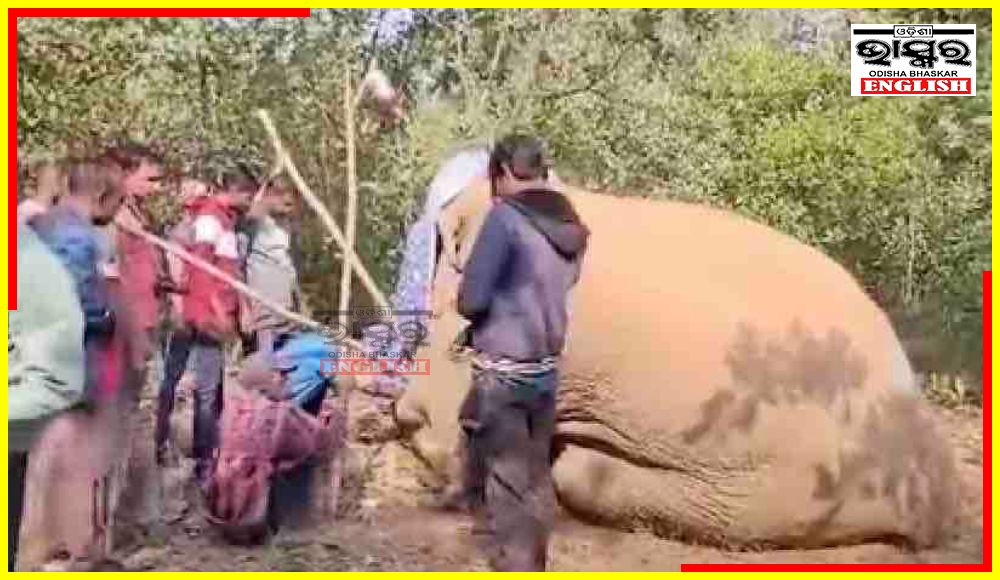 Elephant with Suspected Bullet Wound Dies after 3 days Treatment in Nayagarh