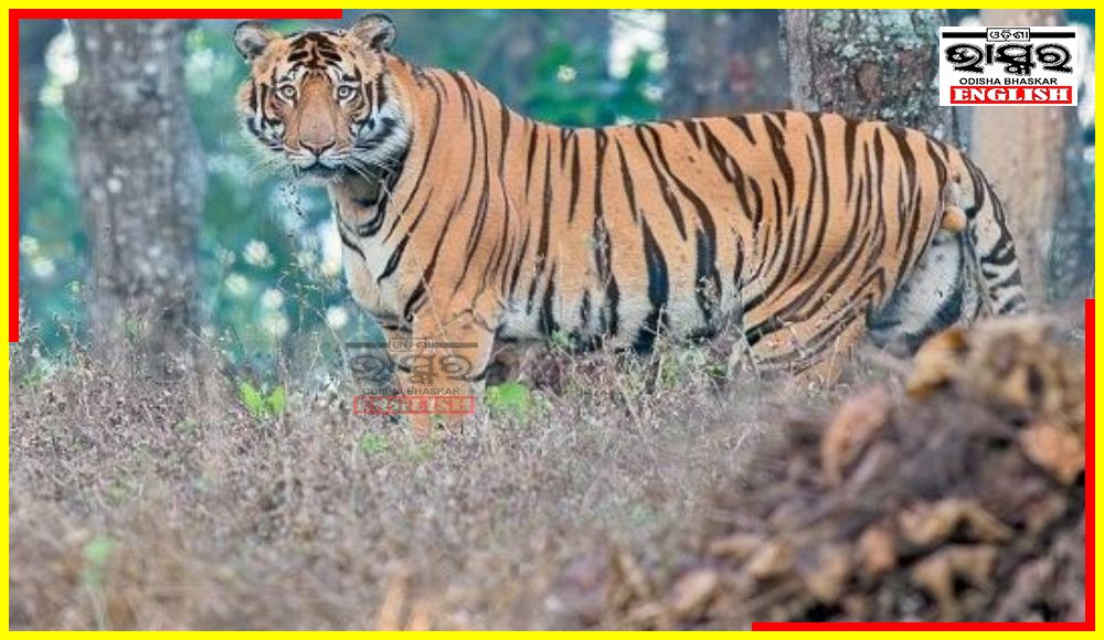 Fight Between Tigers in Similipal Caught on Camera