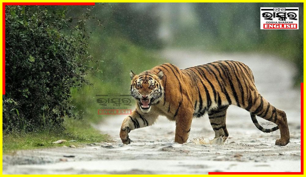 For Blocking Tiger Movement, Services of 10 Guides, 10 Safari Vehicles Suspended in Maharashtra Tiger Reserve