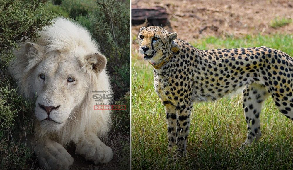 Nandankanan To Welcome Cheetahs, White Lions in International Exchange Program Next Month