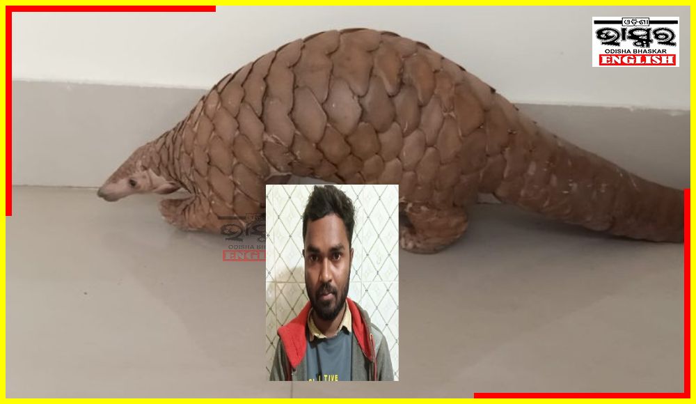 Odisha STF Rescues Live Pangolin, Arrests One Wildlife Criminal