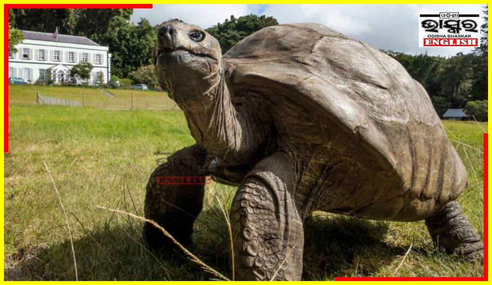 Tortoise Jonathan, World’s Oldest Land Animal Turns 191