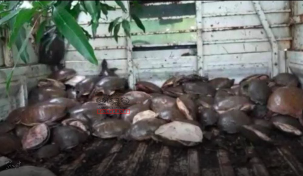 398 Live Tortoises Rescued, 4 Smugglers Arrested in Odisha's Malkangiri
