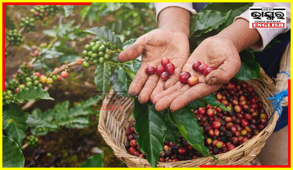 Coffee Plantations for Sustainable Livelihood to be Implemented in 6 Odisha Districts