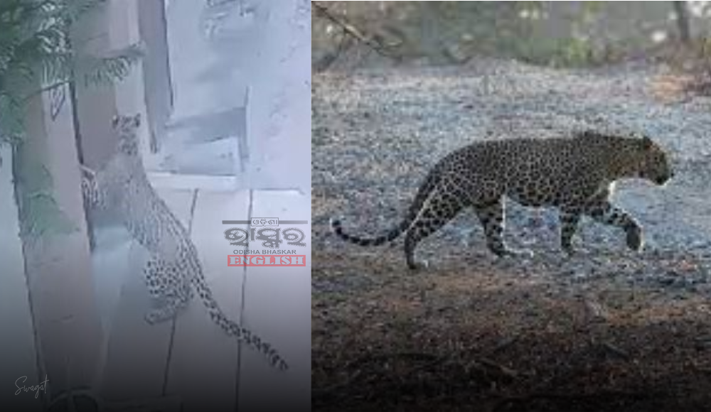 Leopard Injures 2 in Residential Area in Haryana, Captured After 7-Hour Rescue Effort
