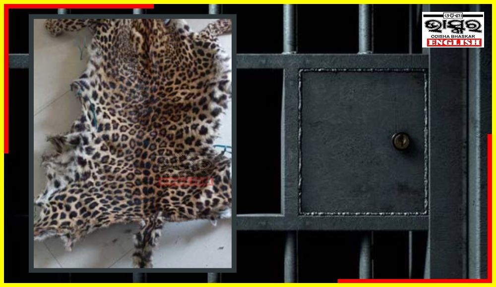 Leopard Skin Seized by STF in Boudh Dist, Wildlife Smuggler Arrested