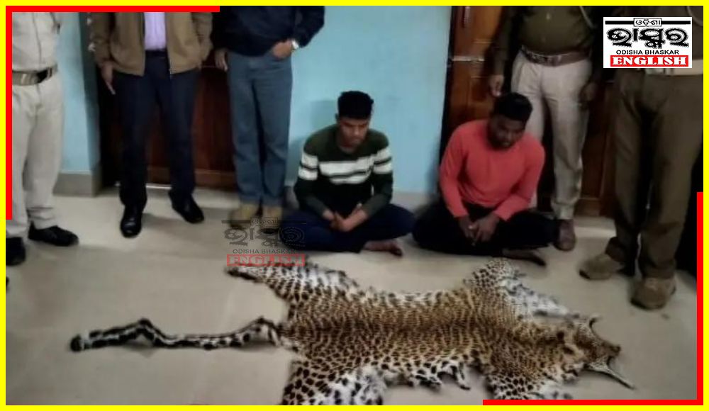 Leopard Skin Seized in Boudh Dist, Two Arrested