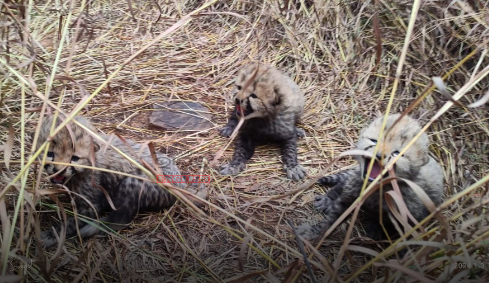 WATCH: Namibian Cheetah 'Aasha' Gives Birth To 2 Cubs at Kuno National Park