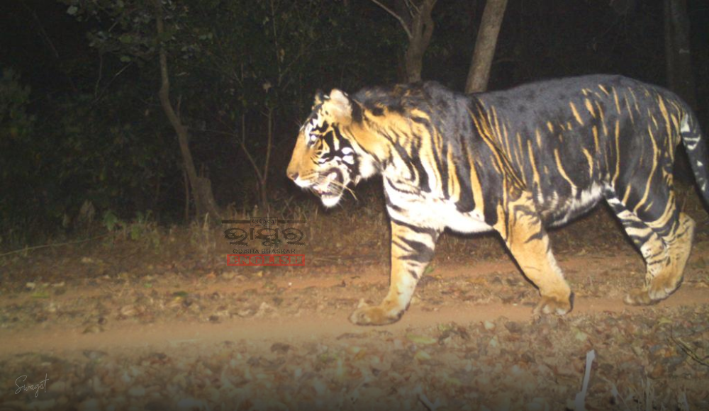 Odisha CM Naveen Patnaik Announces Exclusive Black Tiger Safari Near Similipal
