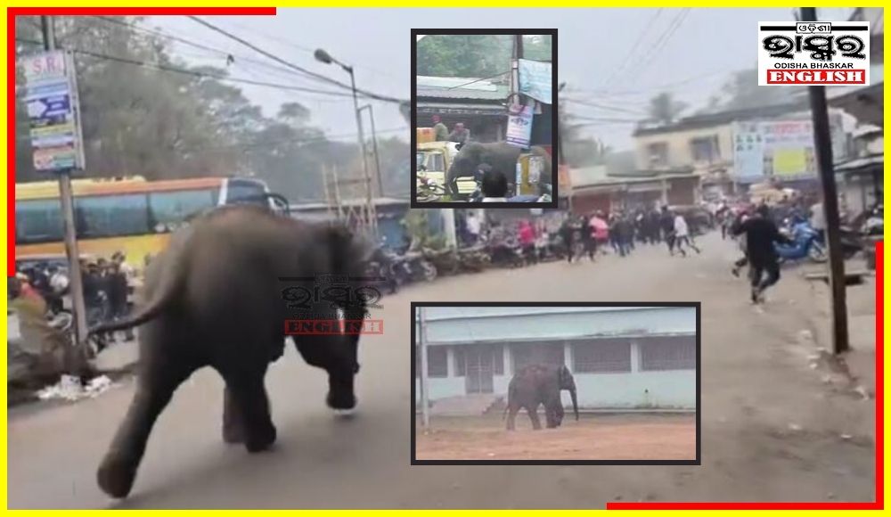 Stray Wild Elephant Creates Havoc in Baripada Town
