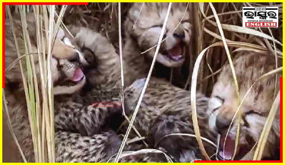 Three Cubs Born to Namibian Cheetah in Kuno National Park