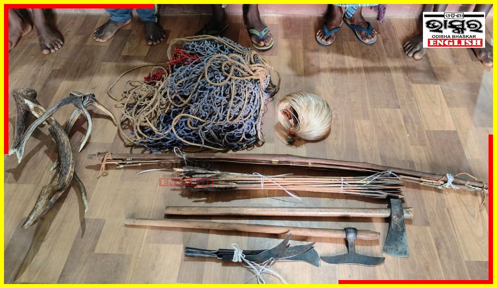 5 Poachers Arrested from Similipal Tiger Reserve, Weapons & Antlers Seized