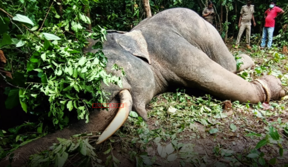 Decomposed Carcass of Tusker Found in Odisha's Sambalpur