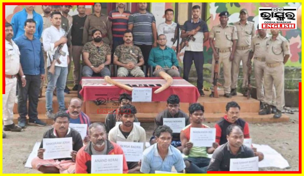 Over 30 KG Ivory Seized, 10 Arrested in Similipal Sanctuary