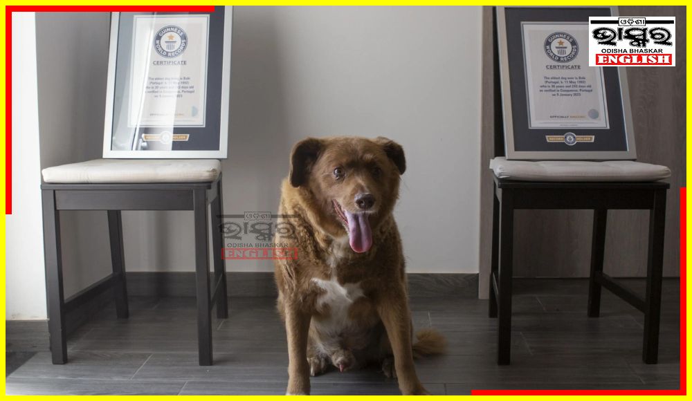 Portuguese Dog Bobi Loses “Oldest Dog Ever” Record