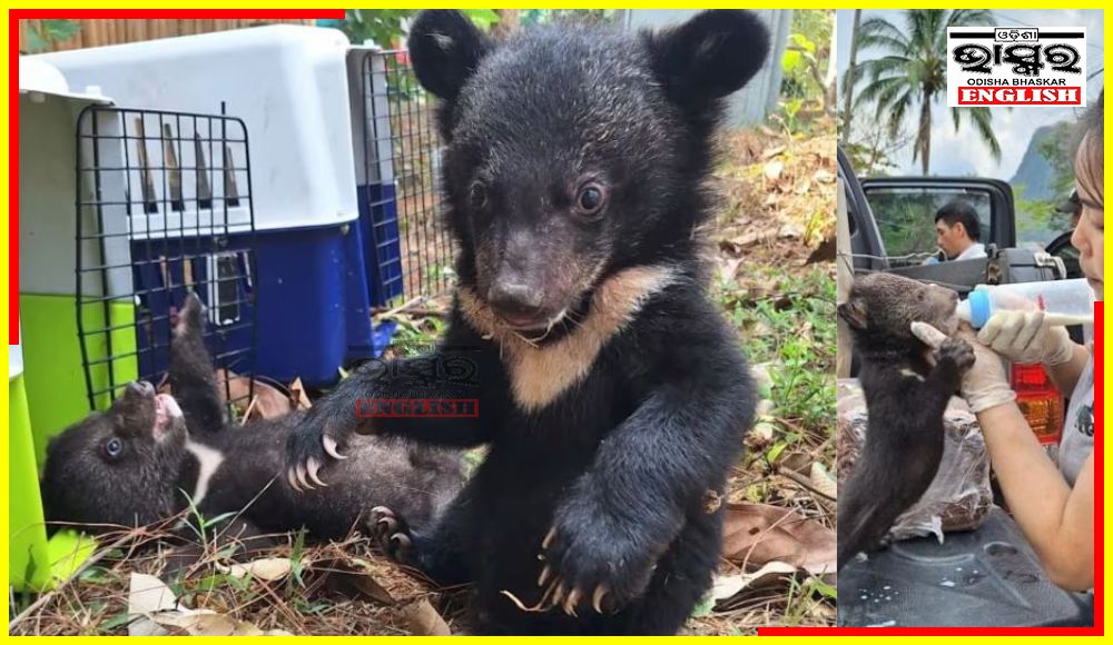 16 Starving Bear Cubs Rescued from a House in Laos