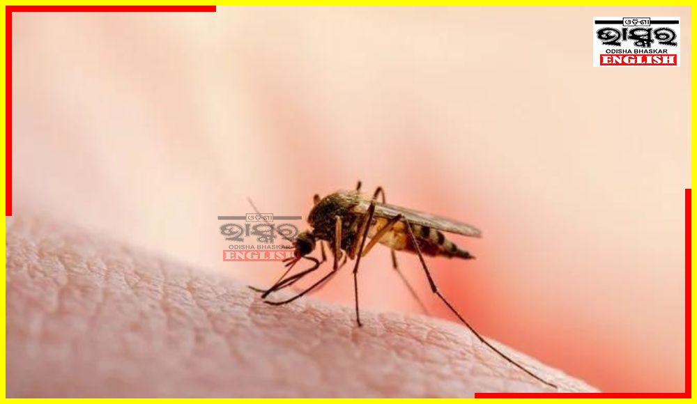 Odisha Registers Highest Malaria Cases in India