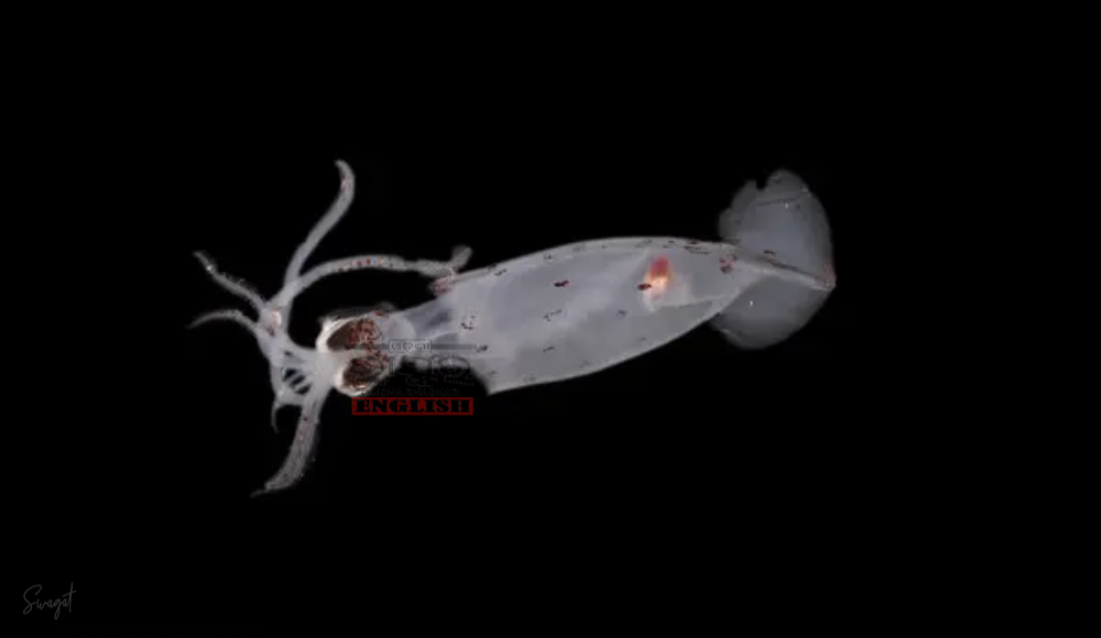 Over 100 New Deep-Sea Species Discovered in Uncharted New Zealand Waters
