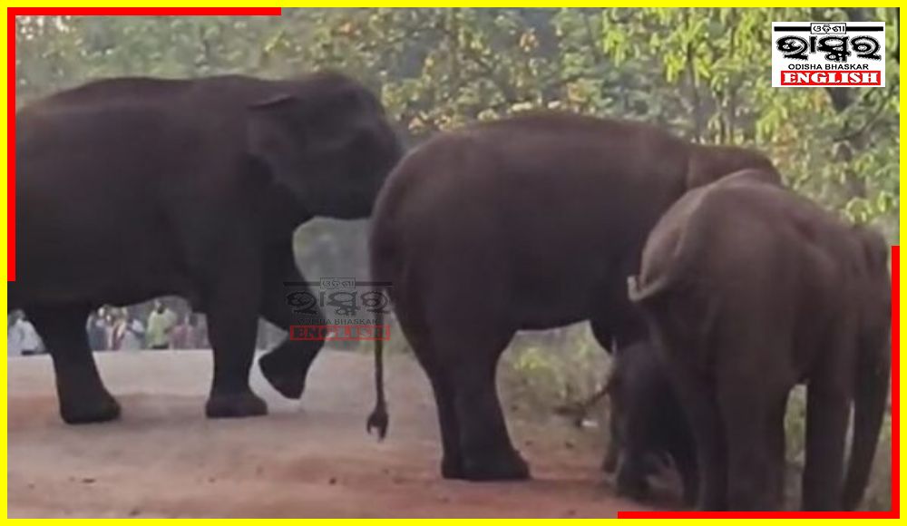 Wild Elephant Herd Blocks NH, Disrupts Traffic in Keonjhar Dist