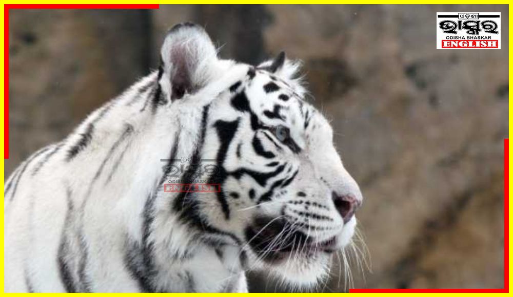 14-Yr-Old White Tigress Sneha Dies in Nandankanan