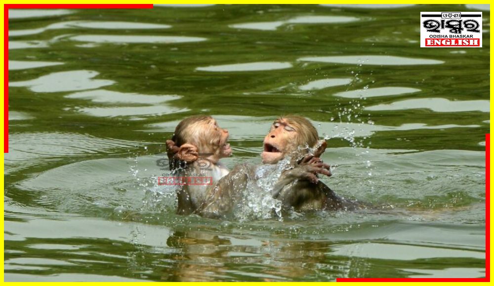 30 Monkeys Found Dead in Water Tank in Telangana