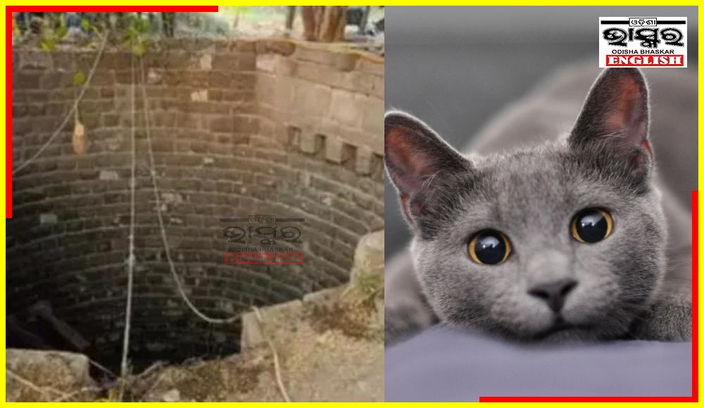 5 Die While Attempting to Save Cat from Abandoned Well in Maharashtra