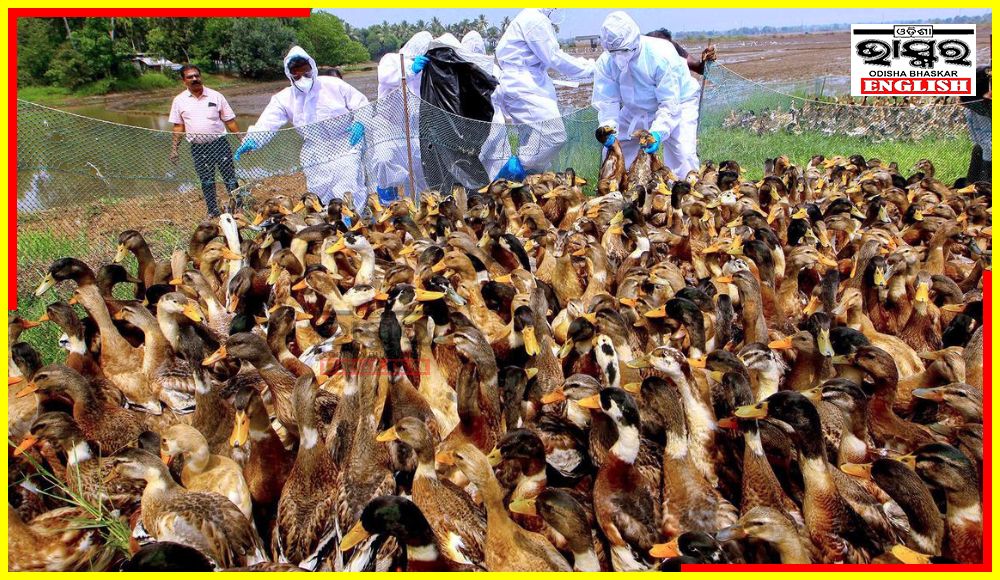 Bird Flu Outbreak Reported in Kerala