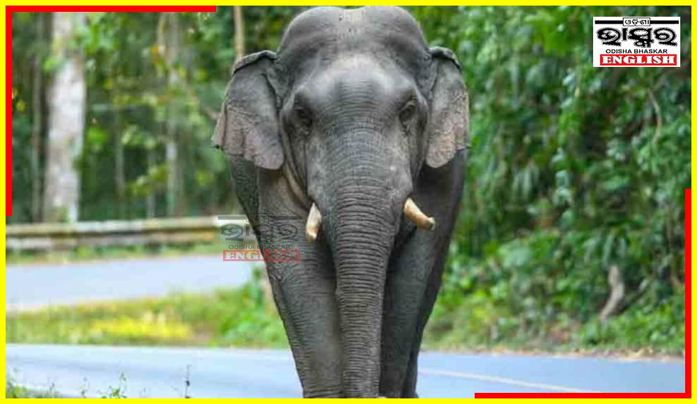ISKCON Elephant Kills Mahout in West Bengal’s Nadia