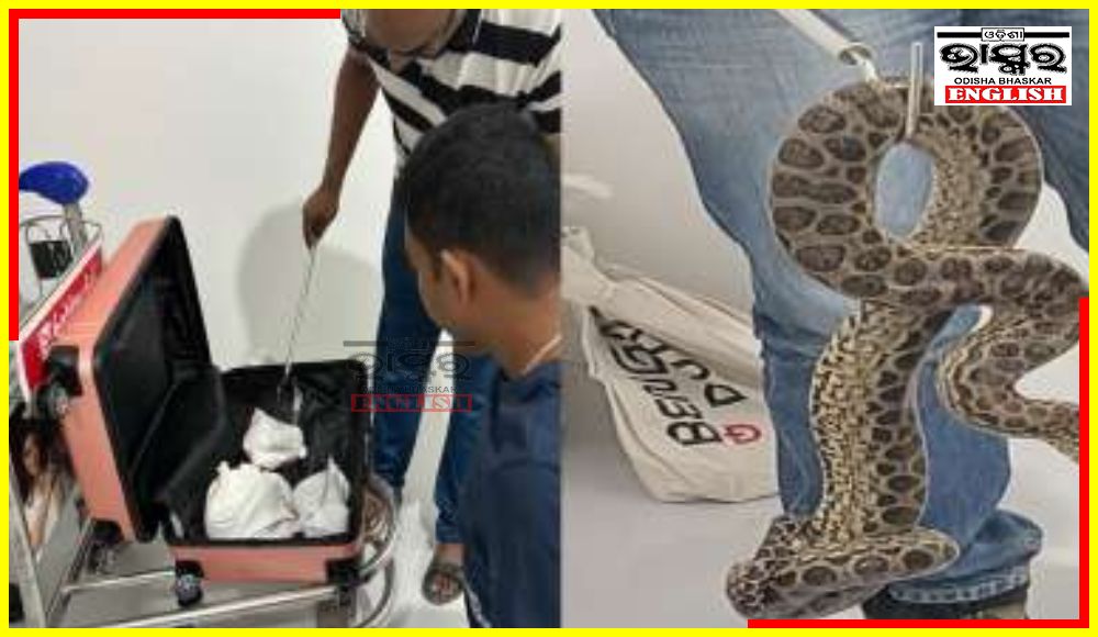 Man Smuggling 10 Anacondas from Bangkok Arrested at Bengaluru Airport