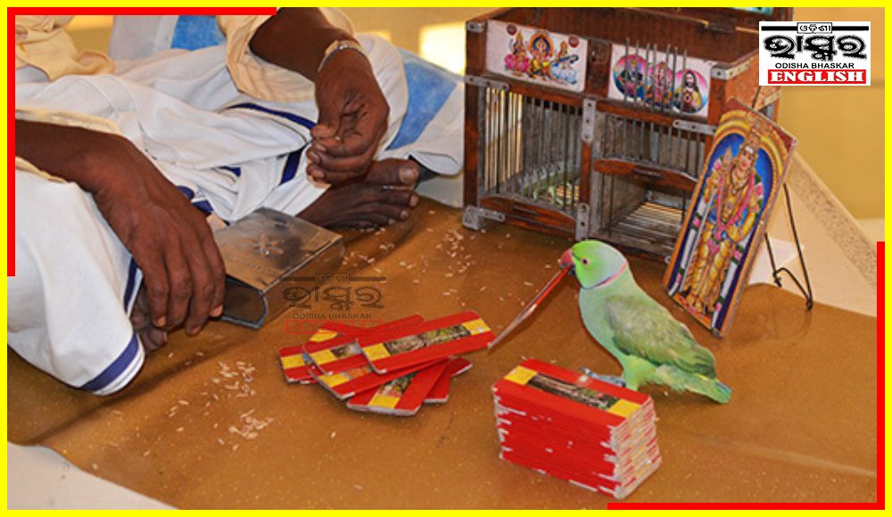 Parrot Astrologers Arrested After Predicting PMK Candidate's Election Win