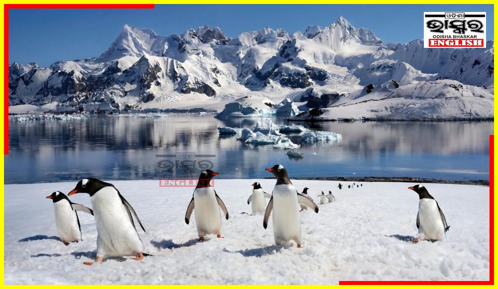 Thousands of Penguins Die in Antarctica, Bird Flu Epidemic Suspected