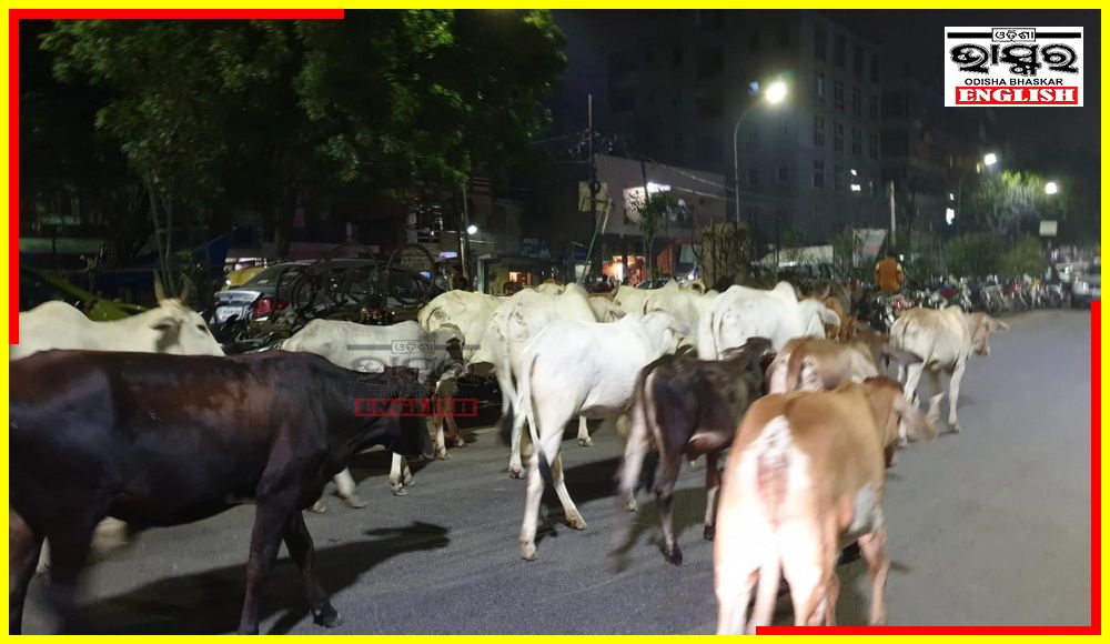 Truck Rams Into Cattle Herd in Sundargarh, 12 Cows Killed
