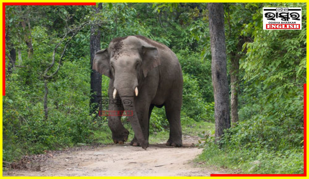 Wild Elephant Tramples Young Woman to Death in Keonjhar Dist
