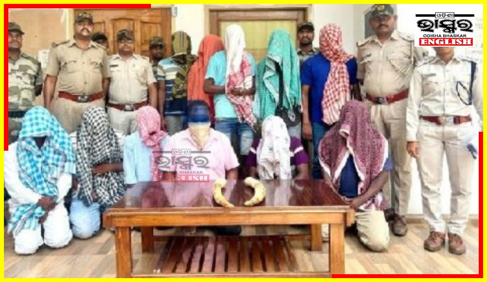 3 Kg Elephant Tusks Seized In Sundargarh, 11 Arrested