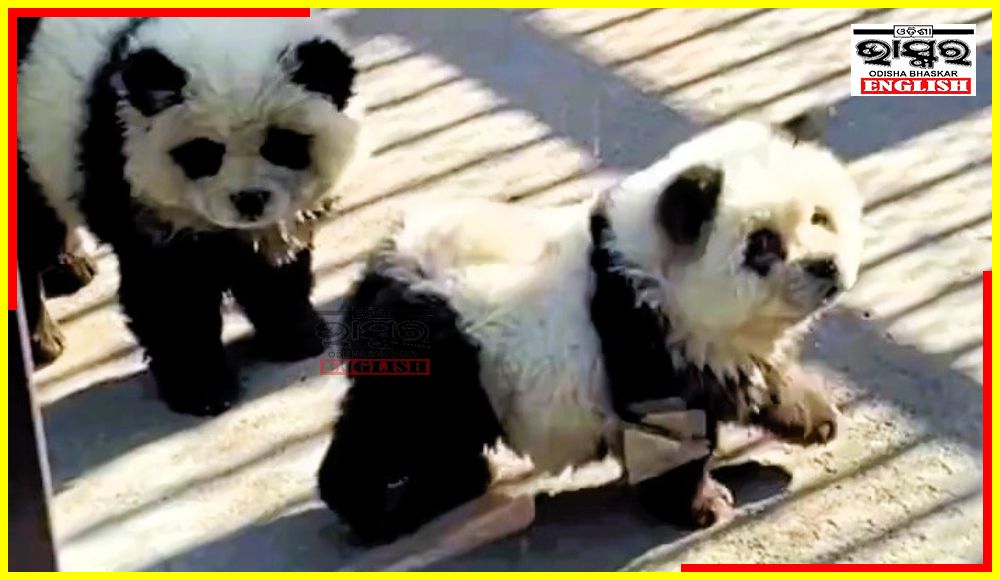 Chinese Zoo Paints Up Dogs as Pandas to Attract Visitors!
