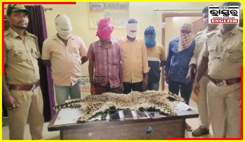 Leopard Skin Seized in Nupada Dist, 5 Arrested